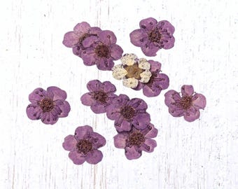 20 tiny dried dainty pressed flower heads, soft purple (dyed), small 7mm flowers for pressed flower art, cards, jewelry