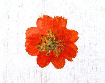 12 pressed orange cosmos blossoms, 30 - 40mm / 1.1 - 1.5", natural dried flowers for crafts