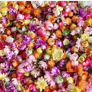 Tiny dried flower heads in mixed colors (dyed), approx. 500 pcs, 6 - 10mm