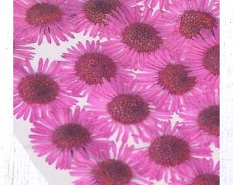 48 pressed daisy-style pink blossoms, 15 - 20mm / 0.5 - 0.7", dyed dried flowers for crafts