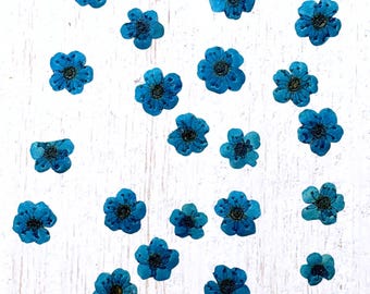 20 tiny dried dainty pressed flower heads, blue (dyed), small 7mm flowers for pressed flower art, cards, jewelry
