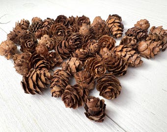 45-50 mini pine cones, 15-25mm / .59 - .98", tiny natural pinecones for fillable ornaments, jewelry, woodland crafts