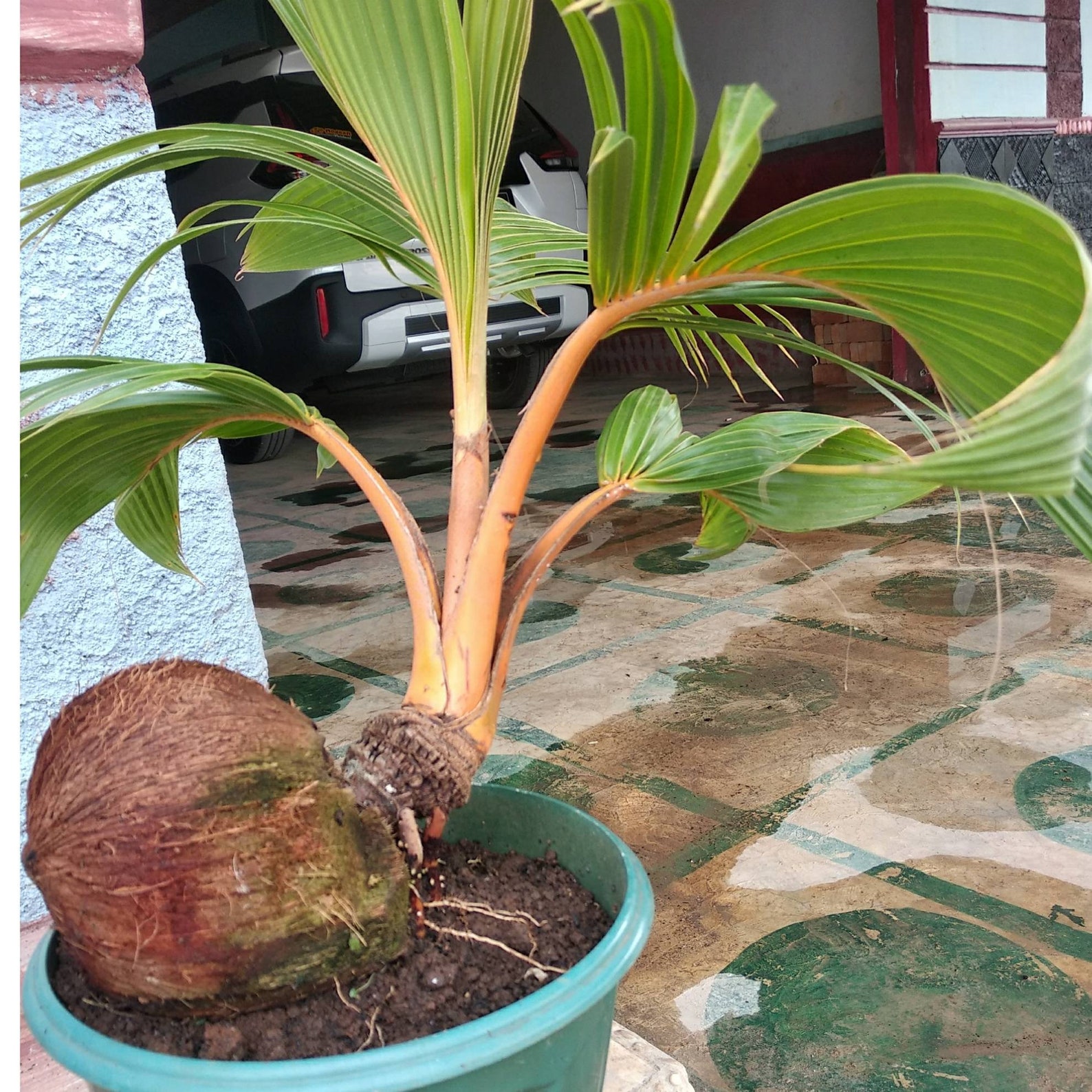 Bonsai coconut tree free phitosanitary certificate | Etsy