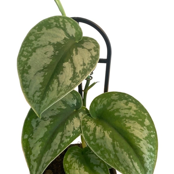 Satin Pothos -  Scindapsus Pictus - Satin Pothos Exotica - Silver Vine - Indoor Plant Easy Care, Trailing - Great for Moss Poles & Baskets
