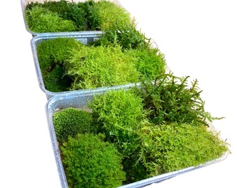 Live Moss - Fresh and Sustainably Sourced and Cultivated for Terrariums, Mossariums, Kokedamas, Vivariums, Frog Enclosures + Live Projects