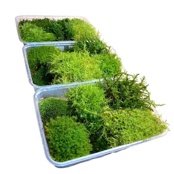 Live Moss - Fresh and Sustainably Sourced and Cultivated for Terrariums, Mossariums, Kokedamas, Vivariums, Frog Enclosures + Live Projects