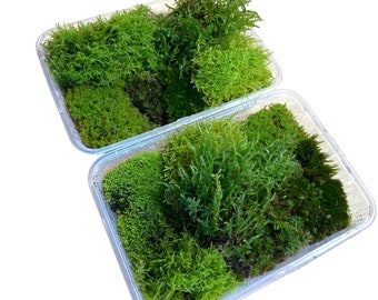 2 x Live Moss Packs - Fresh and Sustainably Sourced and Cultivated for Terrariums, Mossariums, Kokedamas and other Green Living Projects