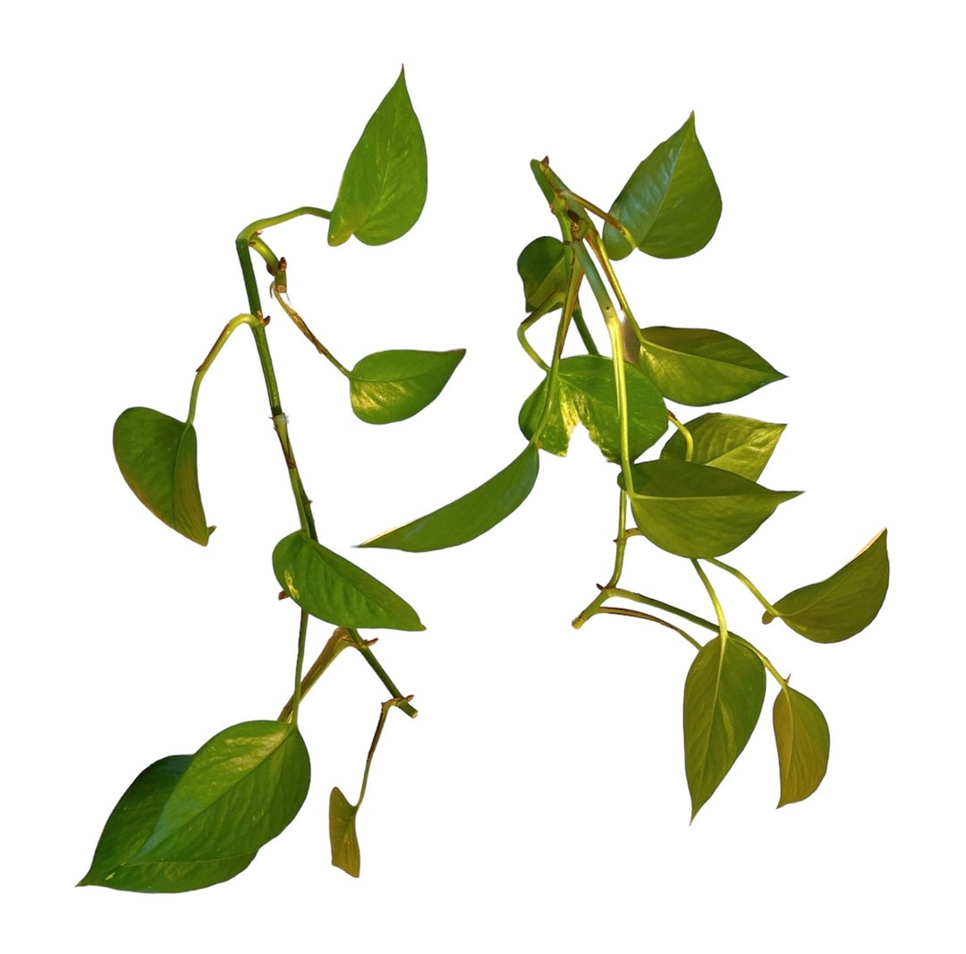 2 X Pothos Long Runner Cuttings Epipremnum Aureum Indoor Houseplant Climbing Vine Plant Aquarium