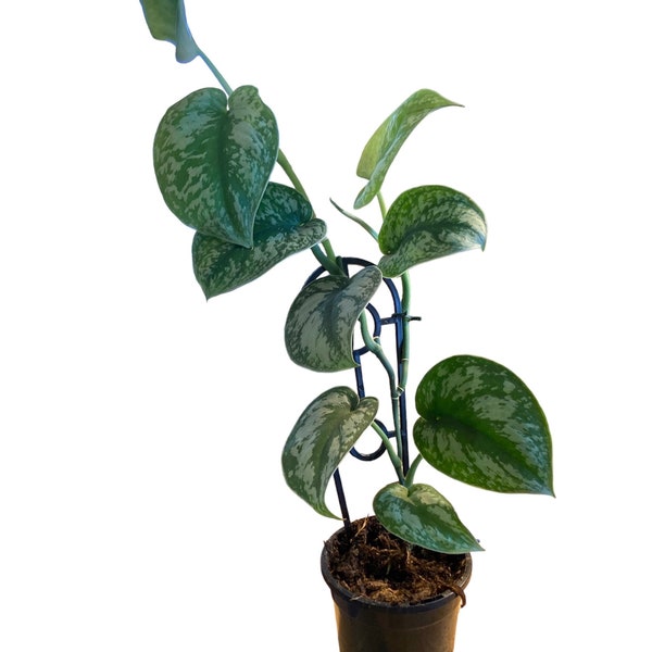 Scindapsus Pictus - 55cm Height - Satin Pothos - Indoor Plant - Easy Care Houseplant - Trailing Vine