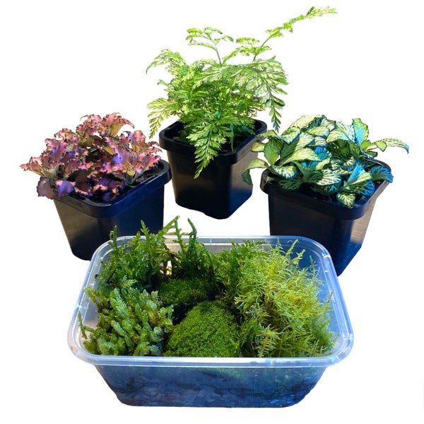 Terrarium Plants + Live Moss Bundle - Assorted Moss Species Packs + Various Compact 7cm Pot Terrarium Plants