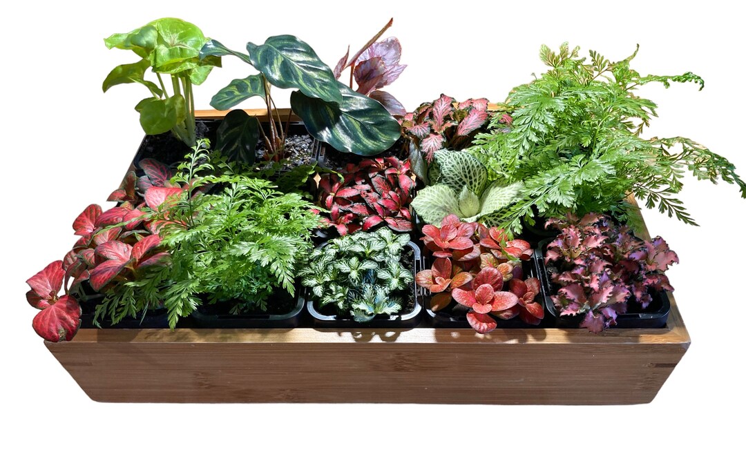 1 X Terrarium Plant Select From Various Species 7cm Pots Ferns