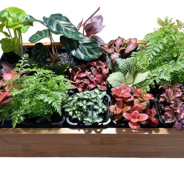 1 x Terrarium Plant - Select from Various Species 7cm pots - Ferns, Fittonias, Calatheas and More - Starter Plants - Terrariums