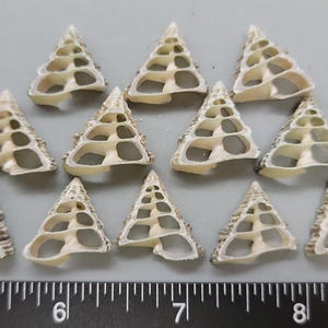 Triangular center-cut Trochus Shells - 18mm and 22mm - 12pcs