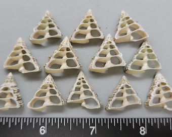 Triangular center-cut Trochus Shells - 18mm and 22mm - 12pcs