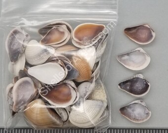 Large Pointed Venus Clams - 14mm to 20mm - 2.5" x 2.5" bag