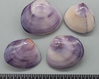 Natural purple color, polished freshwater clam shell pairs - 23mm to 33mm - 4pcs