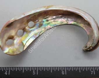 Beautifully Polished Mexican Green Abalone “Curls” - about 90mm - 1pc