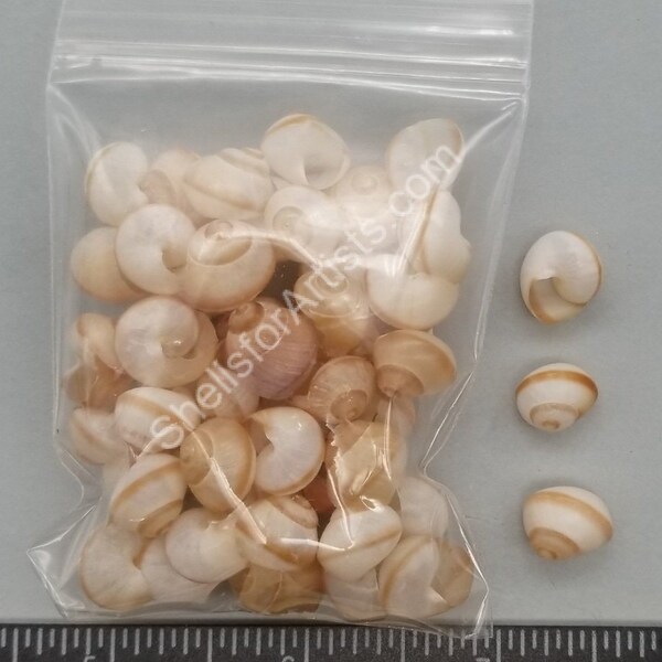 Live Land Snails Etsy