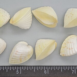 May include: Eight cream-colored seashells with a ribbed texture and subtle yellow and brown markings. The shells are arranged on a gray surface, with a ruler in the foreground for scale. The shells are approximately 2 inches in length.