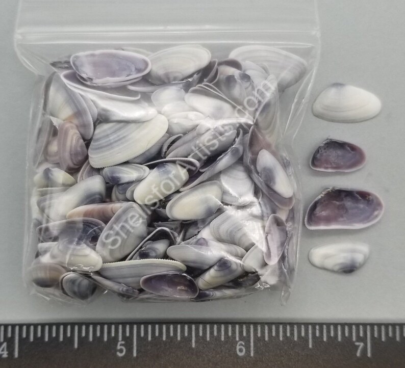 Purple Coquina Clams 10mm to 18mm 2.5x2.5 Bag Etsy