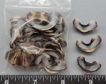 Striped Brown with Pale Blue Interior Chiton segments