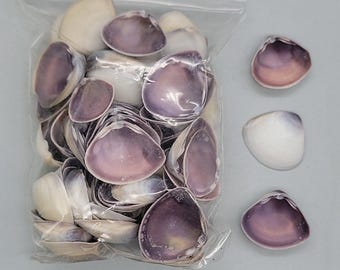Large Purple Mactra Shells - 15mm to 25mm - 3"x 4" bag