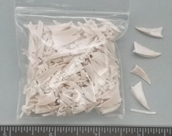 Small Sea Urchin Mouth Parts - 2mm to 15mm - 2.5"x2.5" bag
