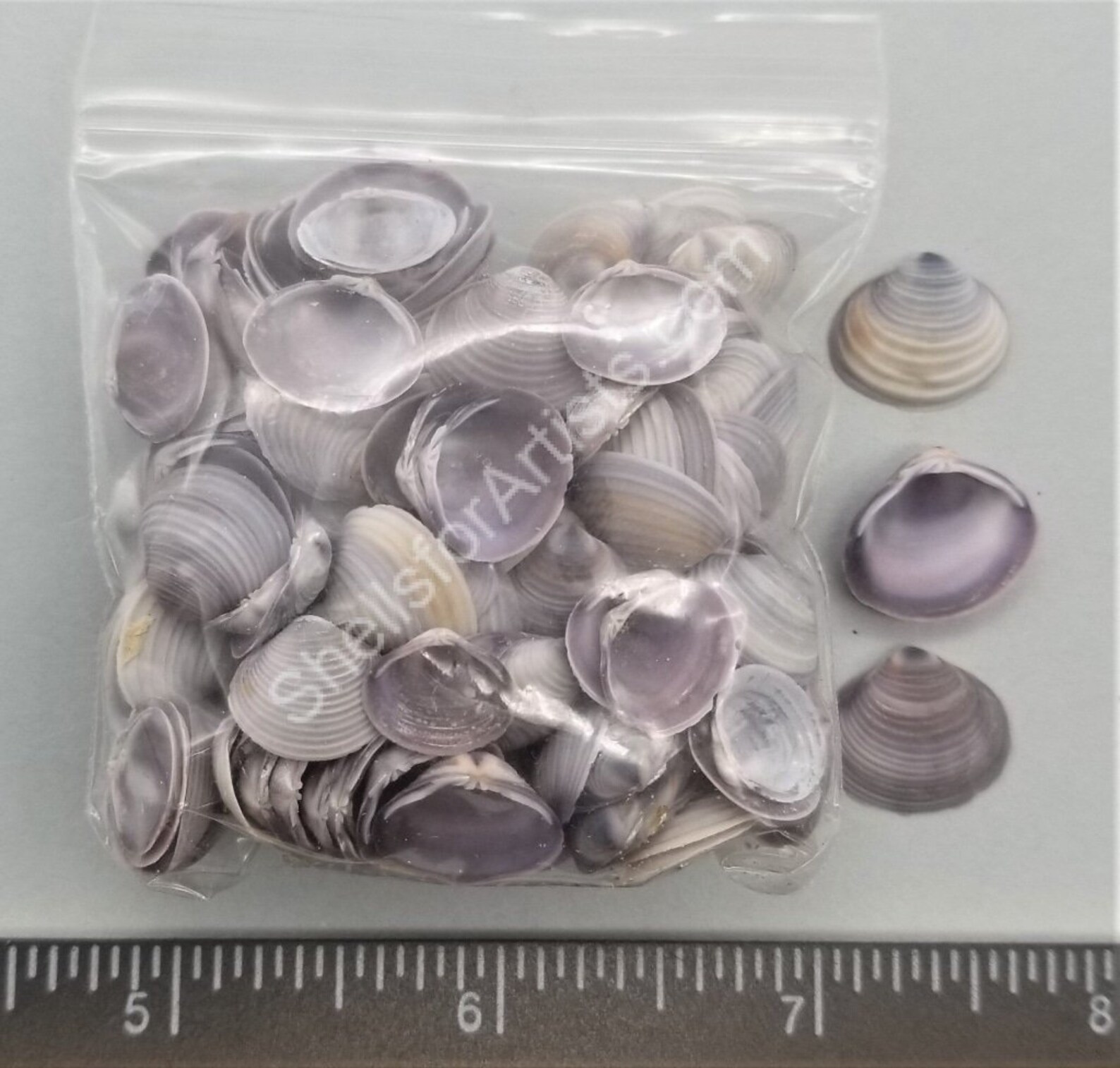 Natural Purple Freshwater clams 15mm to 20mm Etsy