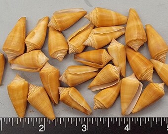 Caramel Latte Cones - 22mm to 26mm - 24pcs