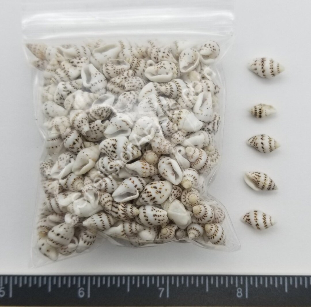 White Speckled Dove Shells 7mm to 14mm 2.5 X 3 Bag - Etsy