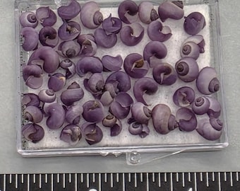 Janthina exigua Shells - 50pcs - 4mm to 7mm