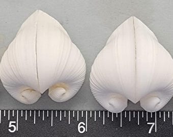 Meiocardia Shells - Set of 4pcs - 22mm to 30mm