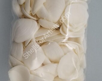 Large Pure White Clam Shell single - 20mm to 25mm - 3"x4" bag