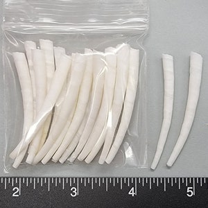 Tusk Shells - Long Smooth White - 45mm to 55mm - 20pcs