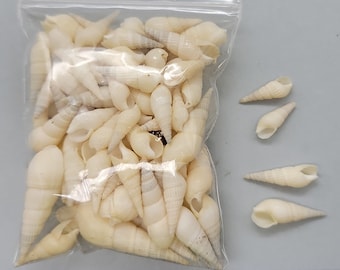 Off-white elongated snail shell - 14mm and 20mm - 2.5"x3" bag