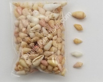 Peach Cone Shells - 4mm to 9mm - 1.5" x 2" bag