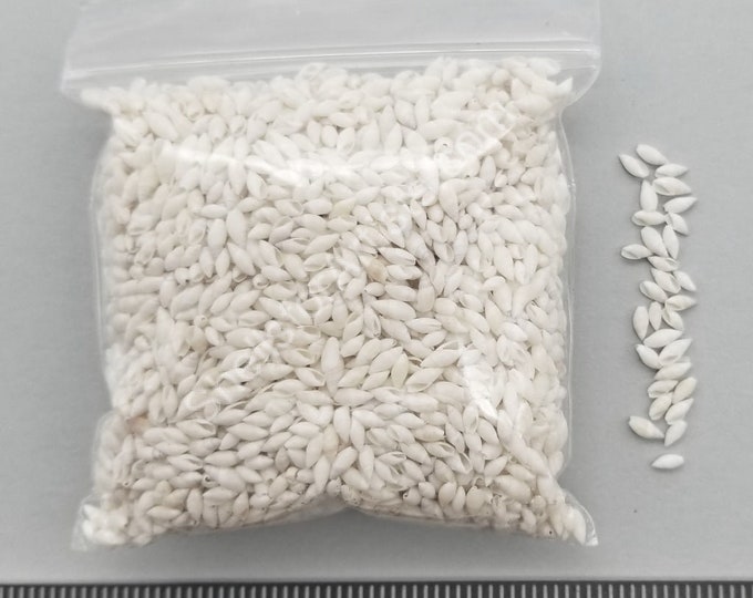 Tiny White Rice Shells 4mm to 7mm 3 x 3 bag - Etsy Italia