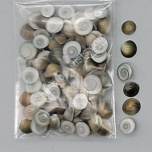 May include: A clear plastic bag filled with small, white and tan seashells. Several loose shells are scattered to the right. The shells have a spiral design and are of varying sizes. The text "Shells for Artists" is visible on the bag.