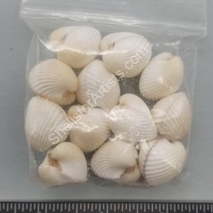 May include: A clear plastic bag filled with numerous small, white seashells. The shells have a ribbed texture and are a creamy white color. The text "ShellsforArtists.com" is visible on the bag.