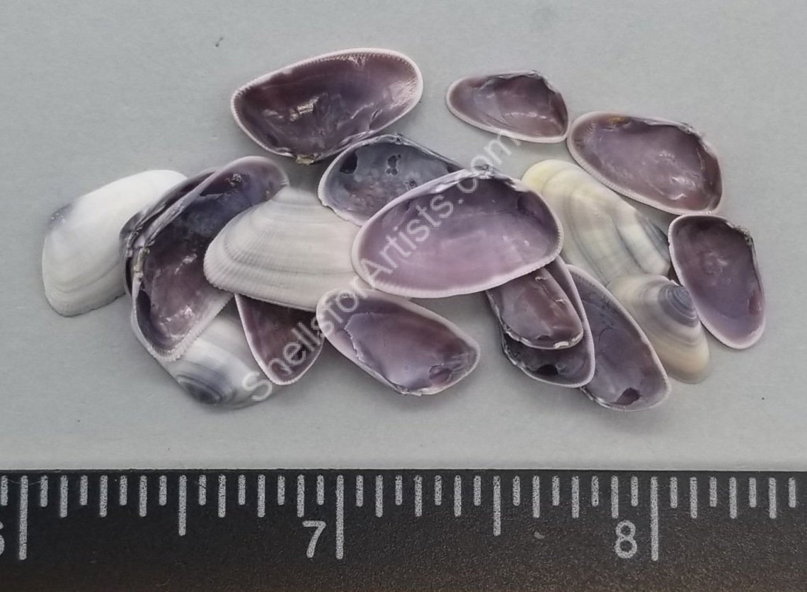 Purple Coquina Clams 10mm to 18mm 2.5x2.5 Bag Etsy