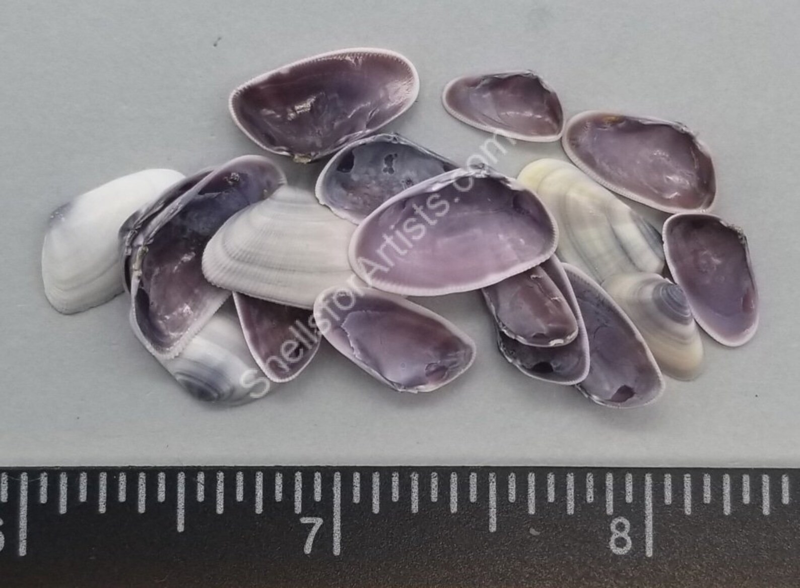 Purple Coquina Clams 10mm to 18mm 2.5x2.5 Bag Etsy