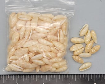 Philippine Marginellas- - 11mm to 14mm - 150pcs