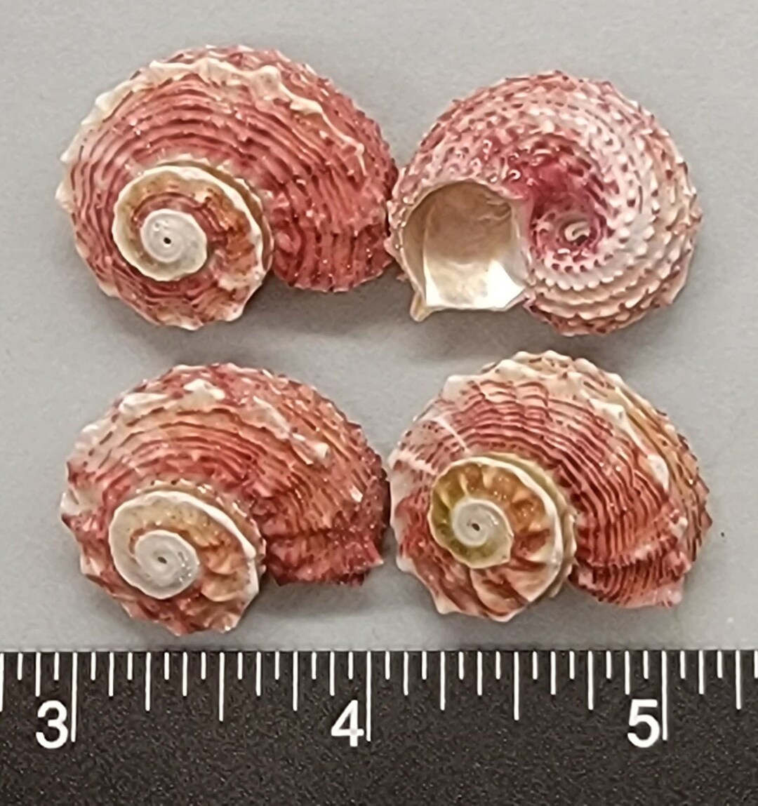 Red Dolphin Shells 25mm to 30mm 4pcs - Etsy