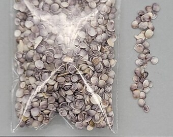 Purpley-gray Gemma Clams - 2mm to 3.5mm - 1.5"x2" bag