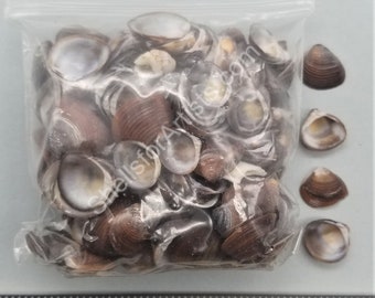 Freshwater clams with outside dark periostracum - 10mm to 15mm - 3"x3" bag