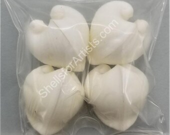 Ram's Horn Clam Shells - 4pc