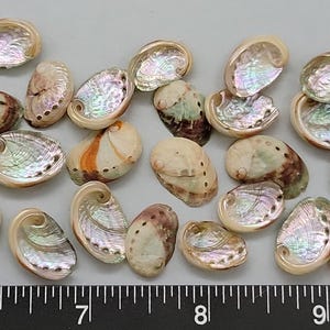 Clean Tiny Red Abalone Shells - 8mm to 15mm - 25 pcs