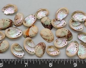 Clean Tiny Red Abalone Shells - 8mm to 15mm - 25 pcs