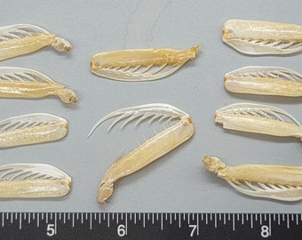 Large Squilla Claws - 10pcs