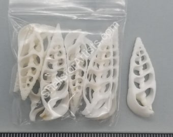 Center Cut White Cerithium - 45mm to 50mm - 8pcs